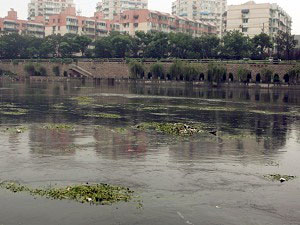 Загрязненная вода и водные растения на реке Циньхуай 4 июля 2007 года в Наньцзине, Китай. Местные власти сообщили, что водоснабжение для 200 000 человек в районе Шуян провинции Цзянсу было приостановлено более, чем на 40 часов, после загрязнения местной р