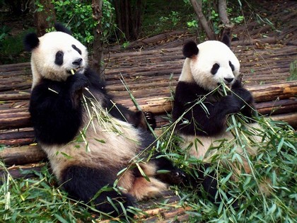 У потерпілому від землетрусу в Китаї заповіднику панд «Волун» з 86 тварин вдалося врятувати тільки 40. Фото з epochtimes.com