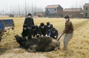 Местные жители тянут по земле тушу крупного рогатого скота. Фото: China Photos/Getty Images