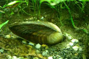 Прісноводні молюски родини Unionidae закривають стулки раковини, якщо у воді з’являються сторонні домішки навіть у незначних кількостях. Фото: http://wikipedia.org