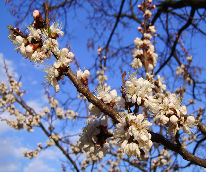 Цветы вишни. Фото: Владимир Бородин/The Epoch Times