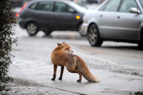 Фото: JOERG CARSTENSEN/AFP/Getty Images