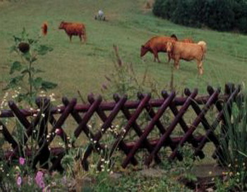 Прежде чем прыгать через забор к коровам, подумайте, насколько это безопасно. Фото: Photos.com