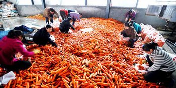 В Китае морковь моют в воде с пиросульфитом натрия, чтобы она выглядела свежей и аппетитной. Фото с secretchina.com