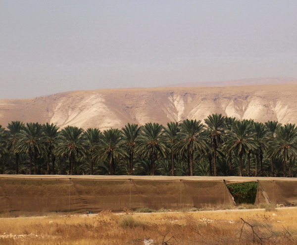З Єрусалиму до Афули через Йорданську долину. Йорданська долина, пальмові плантації. Фото: Хава Тор / The Epoch Times