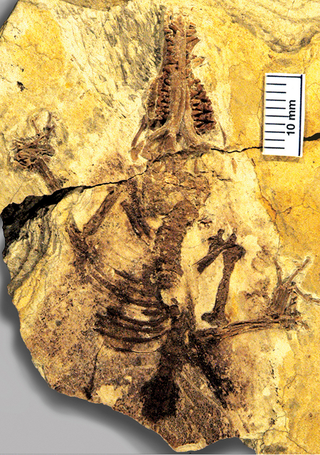 Останки самого древнего плацентарного млекопитающего Juramaia sinensis. Фото: Zhe-Xi Luo, Карнеги. Музей of Natural History