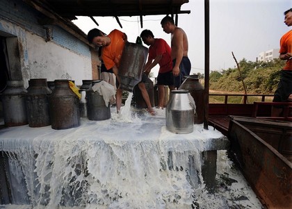 Фермеры г.Ухань провинции Хубэй выливают молоко, которое никто не покупает. Фото: China Photos/Getty Images