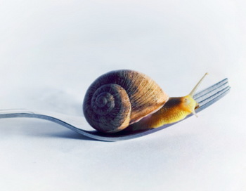 Символом движения Slow food стала улитка. Фото: www.victorianoizquierdo.com/Getty Images