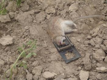 Нашествие грызунов в Китае стало настоящим бедствием. Фото с bmagri.gov.cn