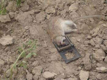 Нашествие грызунов в Китае стало настоящим бедствием. Фото с bmagri.gov.cn