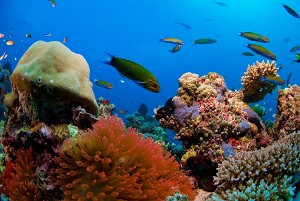 Здорові тропічні рифи є притулком для тисяч видів риб, безхребетних і коралів. Фото: Dreamstime