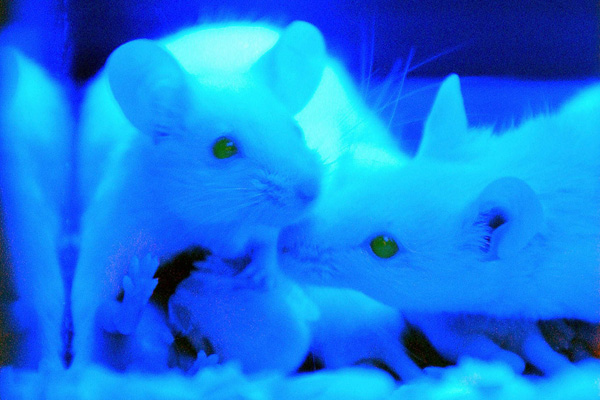 Флуоресцентные мыши на выставке Bio Taiwan в Тайбэе. Фото: SAM YEH / AFP / Getty Images