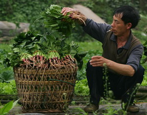 Шпинат - однолетнее двудомное растение семейства маревых. Фото: The Epoch Times