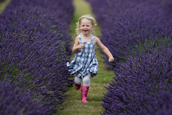Дівчинка біжить полем лаванди.Фото:Dan Kitwood/Getty Images