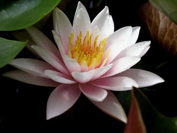 Лотос — символ самовдосконалення. Фото з secretchina.com