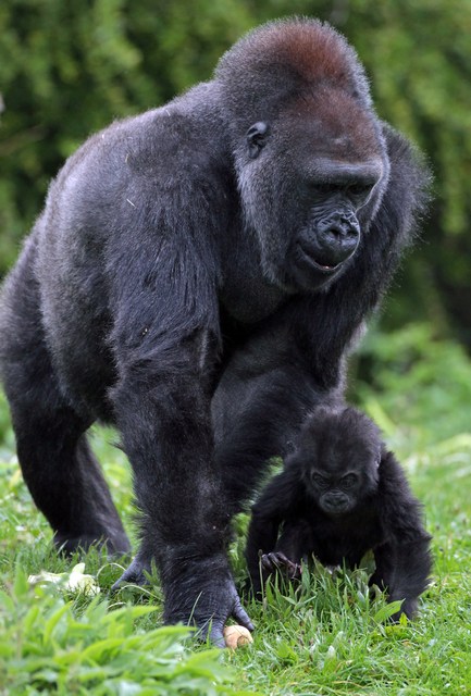 Горилла Саломея с детёнышем Кукеной в Бристольском зоопарке. Фото: Matt Cardy/Getty Images 