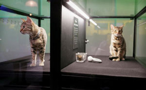 Чикаго. Штат Иллинойс. Компания Genetic Savings & Clone показывает одного из клонированных котов. Фото:Scott Olson/Getty Images News