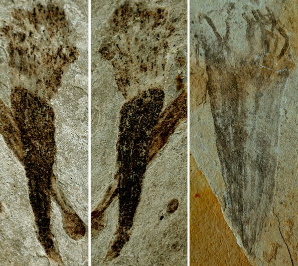 На юге Китая в провинции Аньхой найдены древнейшие в мире окаменелости живых существ. Фото: wired.com