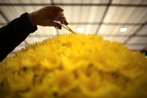 Виставка квітів Королівського садівницького товариства. Фото: Christopher Furlong/Getty Images 