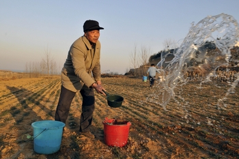 Во многих районах засухи отсутствуют системы орошения и крестьяне поливают пшеницу из вёдер. Провинция Шаньдун. Фото: ChinaFotoPress/Getty Images