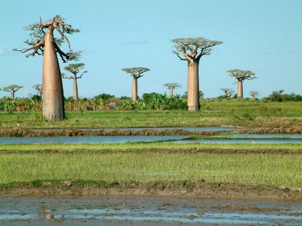 Самые большие деревья острова Мадагаскар. Фото: zenithafrica.com 