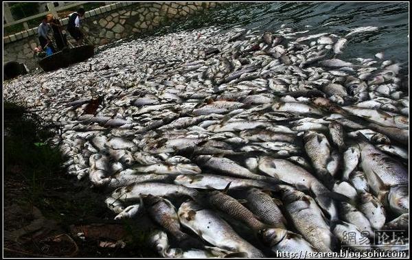 В одной из заводей реки Хуанпу в районе Шанхая сдохло около 2 тонн рыбы. Фото с epochtimes.com