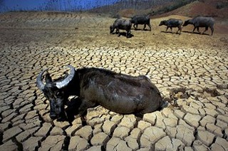 Фото: AFP. Опустелювання землі в Китайській Народній Республіці. Посуха в провінції Юньнань. 2010 рік.