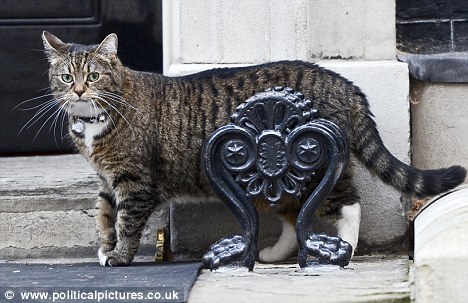 Кішка Фрея міністра фінансів Британії. Фото: politicalpictures.co.uk