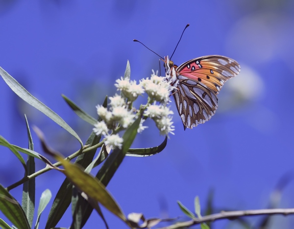 Цікаві факти про метеликів: північноамериканські монархи і дінаїди здатні пролетіти з Канади до Мексики і на Гаваї. Це відстань до 3000 км. Фото: Davidsl222/stockfreeimages.com