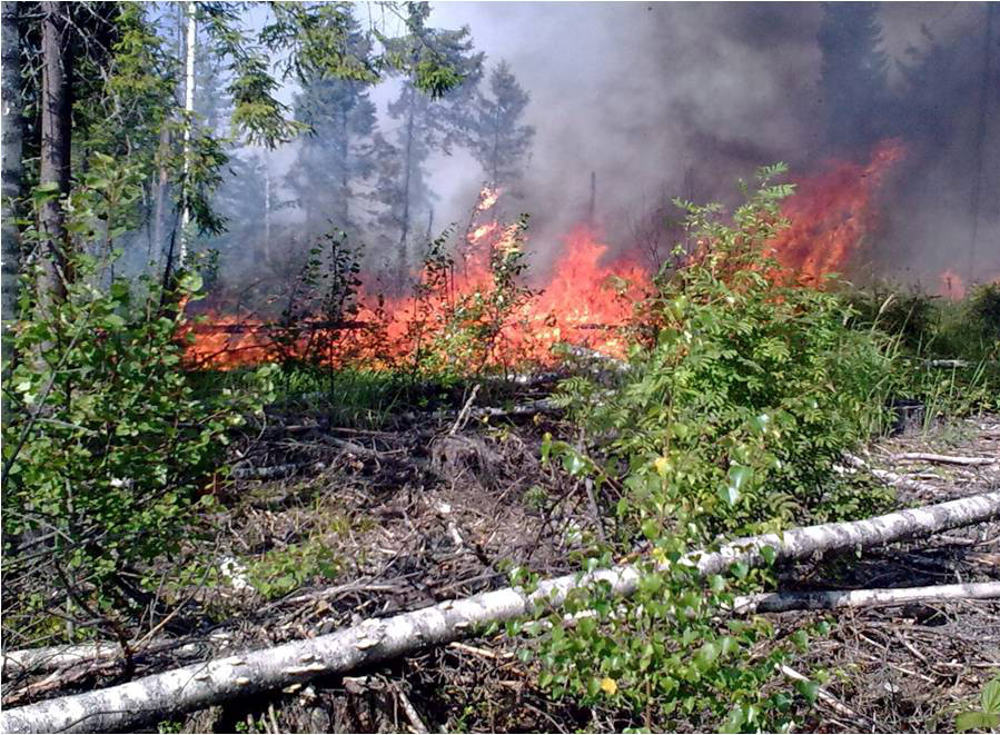 Лесной пожар в России. Фото: mchs.gov.ru