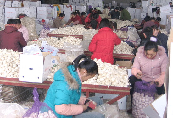Жители «чесночной деревни» провинции Шаньдун упаковывают чеснок. Фото: The Epoch Times