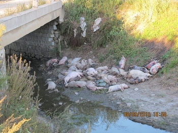 Выброшенные под мост умершие от чумы свиньи. Уезд Цзюсянь провинция Хэйлунцзян. Фото предоставили местные крестьяне