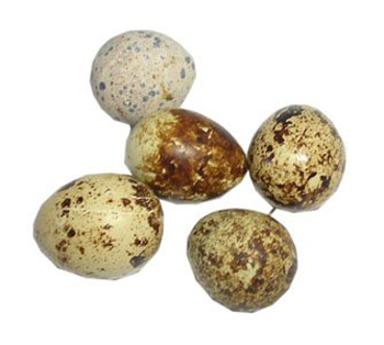 5 перепелиных яиц по массе равны одному куриному. Фото с povarenok.ru