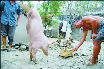 Свинья передвигается на передних лапах. Провинция Хэнань. Фото с epochtimes.com
