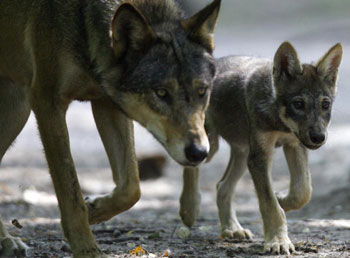 З 1998 року вовки визнані рідккісним різновидом в Європі, зараз вони на межі зникнення. Фото: JOHANNES EISELE/AFP/Getty Images