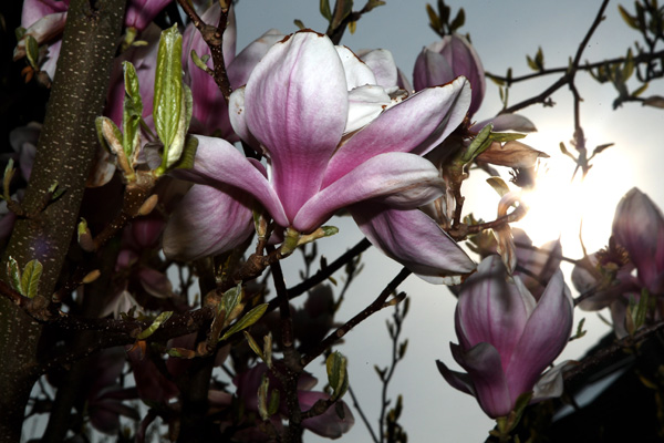 Магнолії цвітуть в Bensheim, Німеччина. Фото: Alex Grimm / Getty Images 