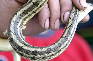 Пан Ма, житель міста Ліньї, провінції Шаньдун, показує змію з двома лапками. Фото: Велика Епоха