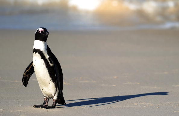 Пінгвіни - найбільш загартовані птахи. Фото: JEWEL SAMAD / Getty Images  