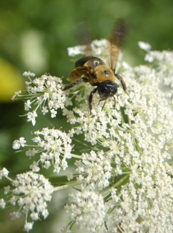 Увеличение масштабов сельского хозяйства, возможно, вызвало возникновение «синдрома разрушения колоний» у этого вида пчёл. (The Epoch Times)