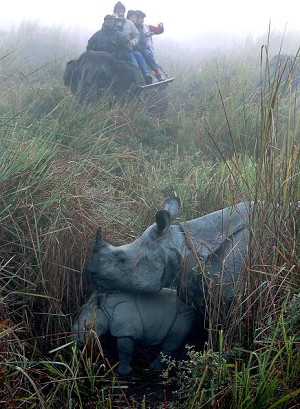 Группа туристов, сидящих на слоне, наблюдают за самкой носорога и ее детенышем в Национальном парке Казиранга - месте обитания для почти двух третей индийских панцирных носорогов мира. Фото: Getty Images