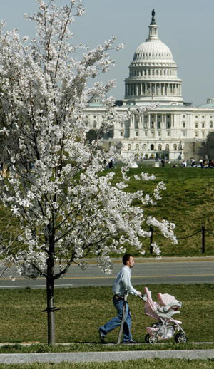 Цветущие вишни. Вашингтон, 30 марта 2007г. Фото: Chip Somodevilla/Getty Images