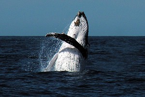 Наполовину выпрыгнувший из воды горбатый кит. 'Вы никогда не забудете действительно хороший прыжок', – говорит капитан Джон Маттерсон. Фото предоставлено компанией, организующей туры «Наблюдение за китами в Сиднее»