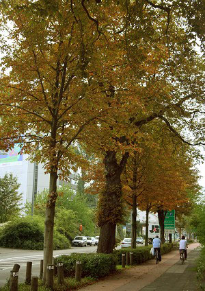 Кёльнские деревья осенью. Фото: Майкл Озаки/Великая Эпоха