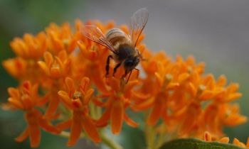 Несмотря на крохотный мозг, пчёлы способны считать, определять сходные объекты и различать симметричные и асимметричные формы. (The Epoch Times)
