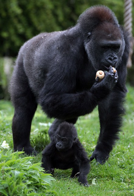 Горилла Саломея с детёнышем Кукеной в Бристольском зоопарке. Фото: Matt Cardy/Getty Images 