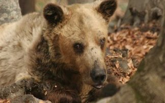 В Греції помер найстаріший ведмідь у світі. Фото: greece.greekreporter.com