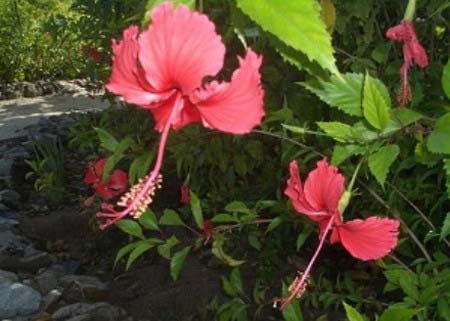 ЭКЗОТИЧЕСКАЯ ФЛОРА: разнообразие местной растительности включает такие редкости как кактусы и китайские розы. Фото: Шейла O'Коннор