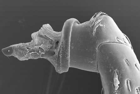 Сканер электронной микрофотографии верхней части ноги долгоносика. Фото: www.sciencenews.org