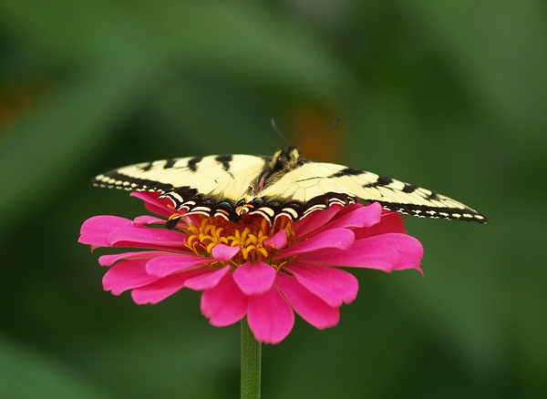 Цікаві факти про метеликів: деякі види можуть розвивати швидкість до 110 км/год. Фото: Fromac/stockfreeimages.com