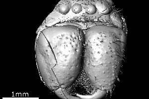 С помощью компьютерной рентгеновской томографии ученые получили трехмерную модель окаменевшего паука возрастом 49 млн лет. Фото: manchester.ac.uk